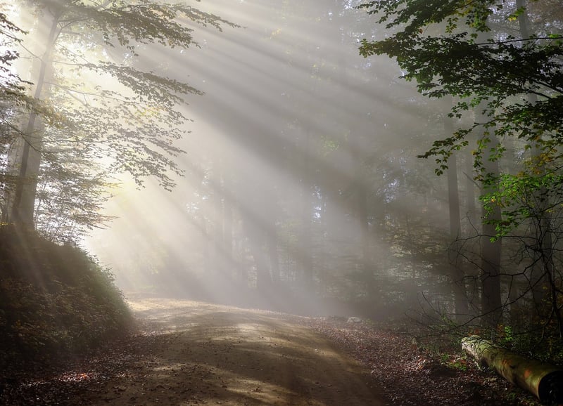 Dark Forest